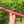 A minor Blue Bear Flutes Red Cedar Flute