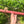 A minor Blue Bear Flutes Red Cedar Flute