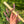 A minor Blue Bear Flutes - Little People Flute